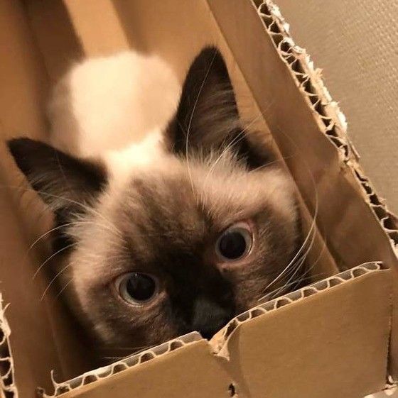 見つめるヒマラヤン