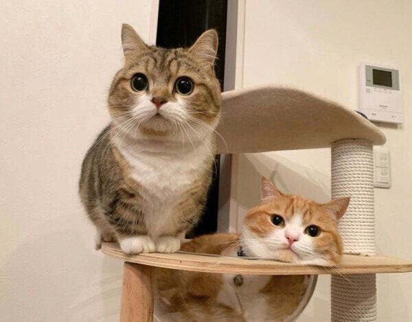 まったりするぽんたくん、弟猫・はちくくん