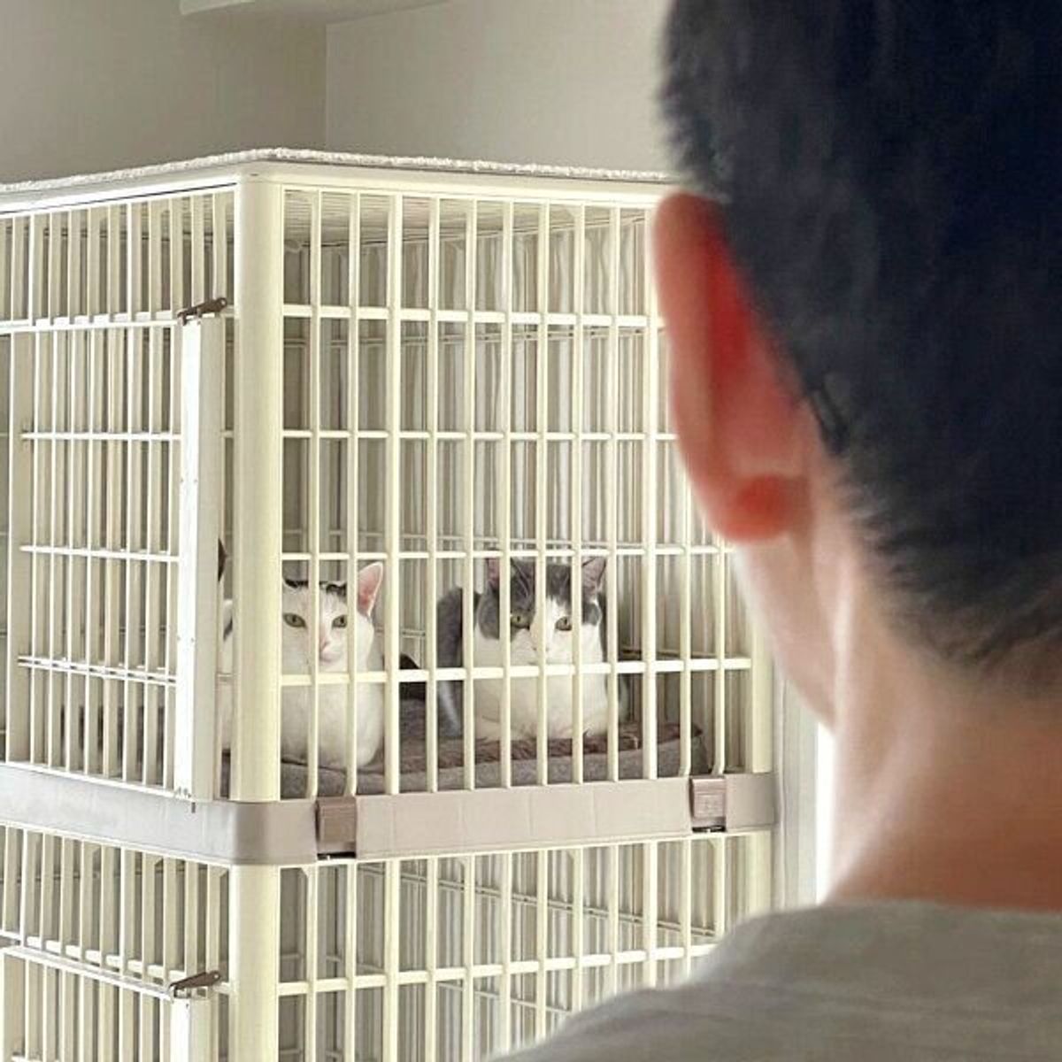 感動の再会 と思いきや 飼い主の帰宅を出迎える猫たちの まさかの反応 に呆然 ねこのきもちweb Magazine 感動の再会 と思いきや 飼い主の帰宅を出迎える猫たちの まさかの反応 に呆然 ねこのきもちweb Magazine