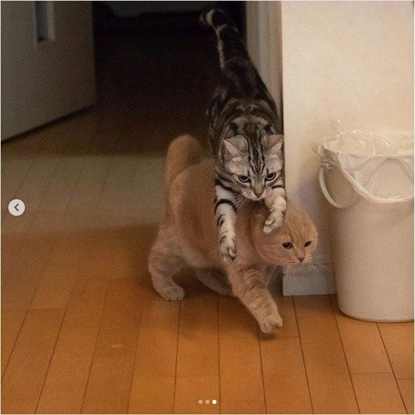 追いかけっこをするアメリカンショートヘアとスコティッシュフォールド