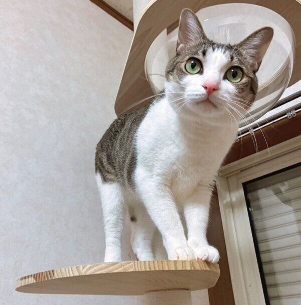 瞳が鮮やかな緑色になった琥珀くん