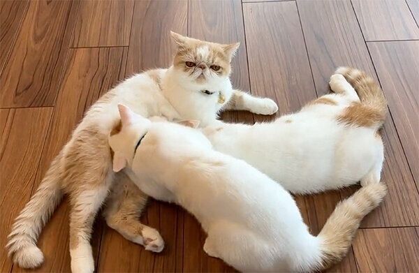 きなこ母さんのおっぱいを飲もうとするひるねくん、こんぶちゃん