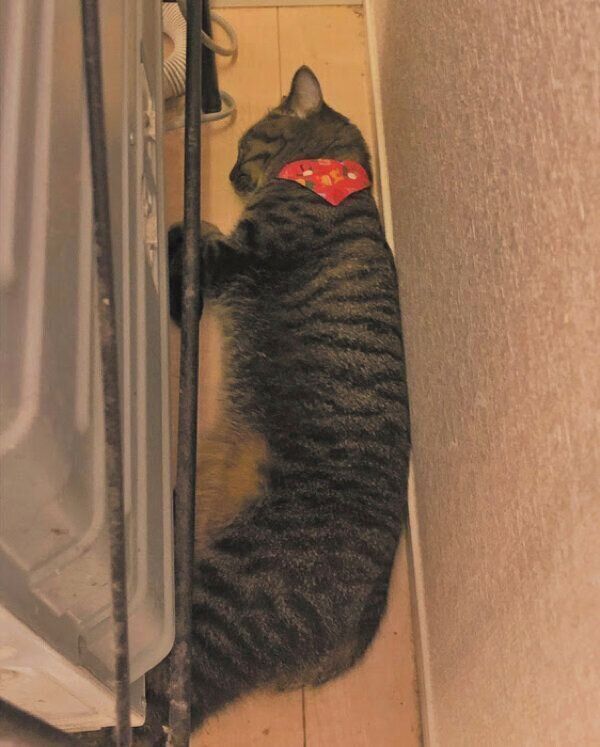 洗濯機の後ろに隠れる猫