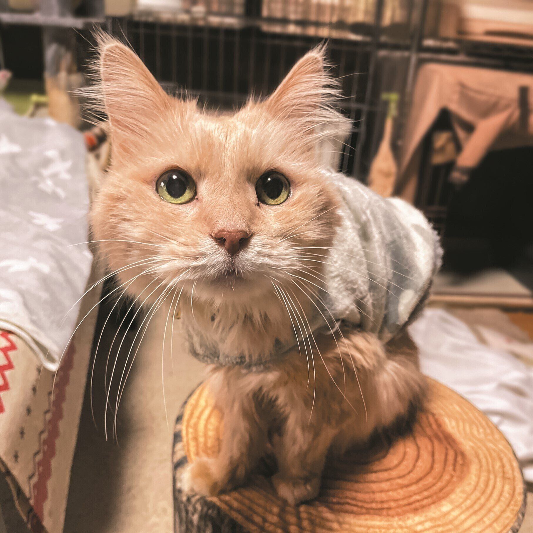 画像／ねこのきもち2024年7月号