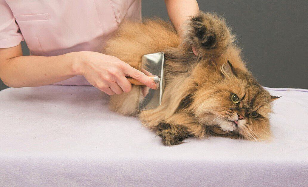 撮影／中川文作