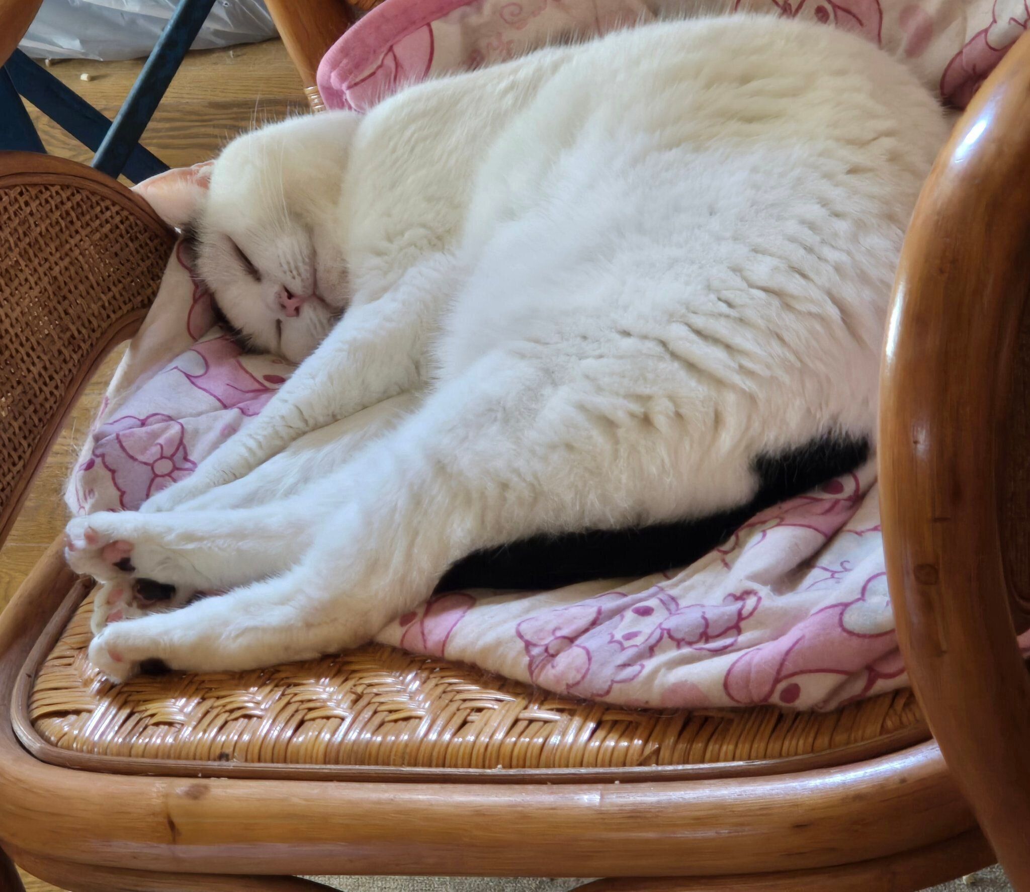 気持ちよさそうに眠るチロちゃん