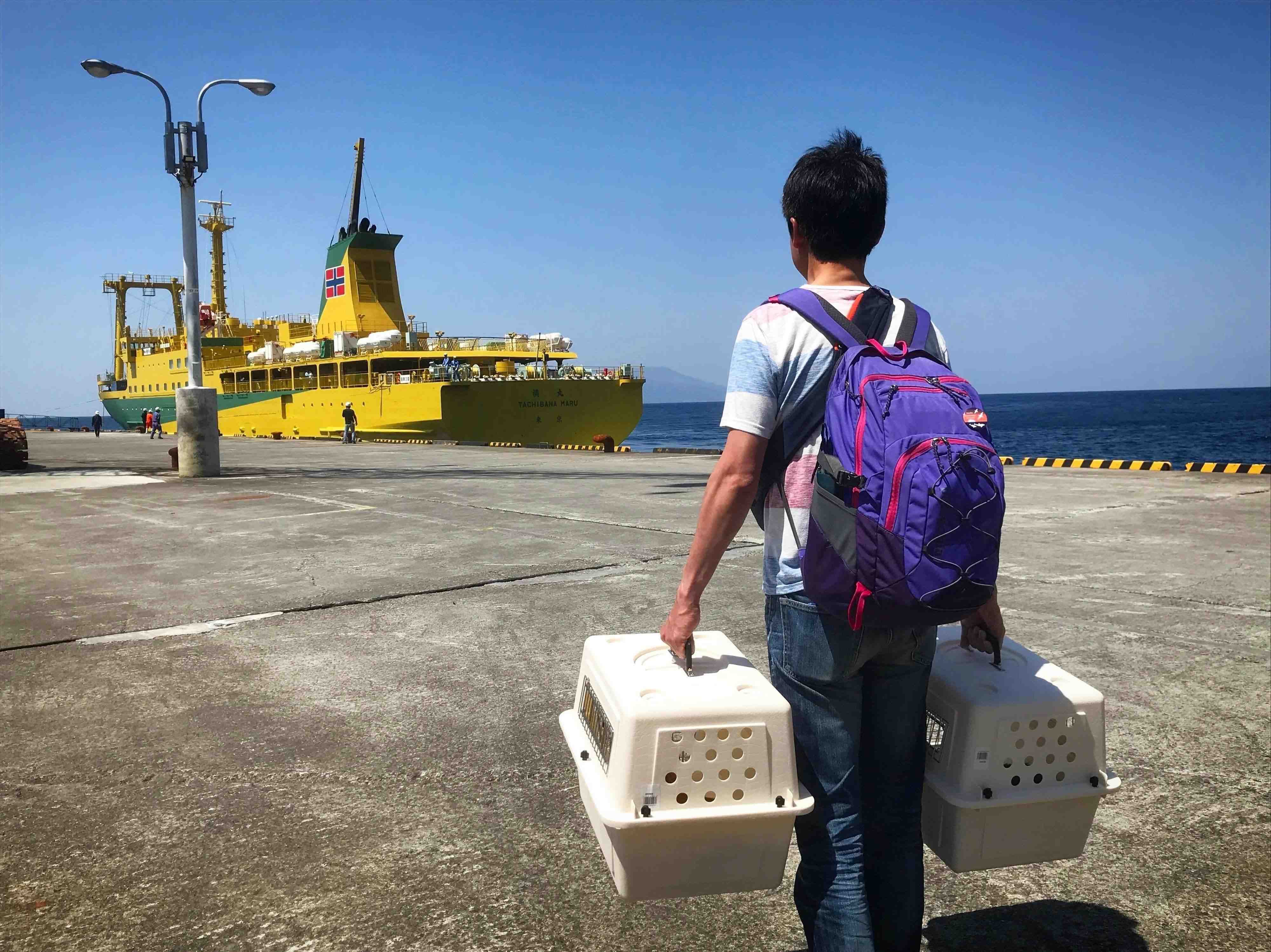 画像提供／御蔵島のオオミズナギドリを守りたい有志の会