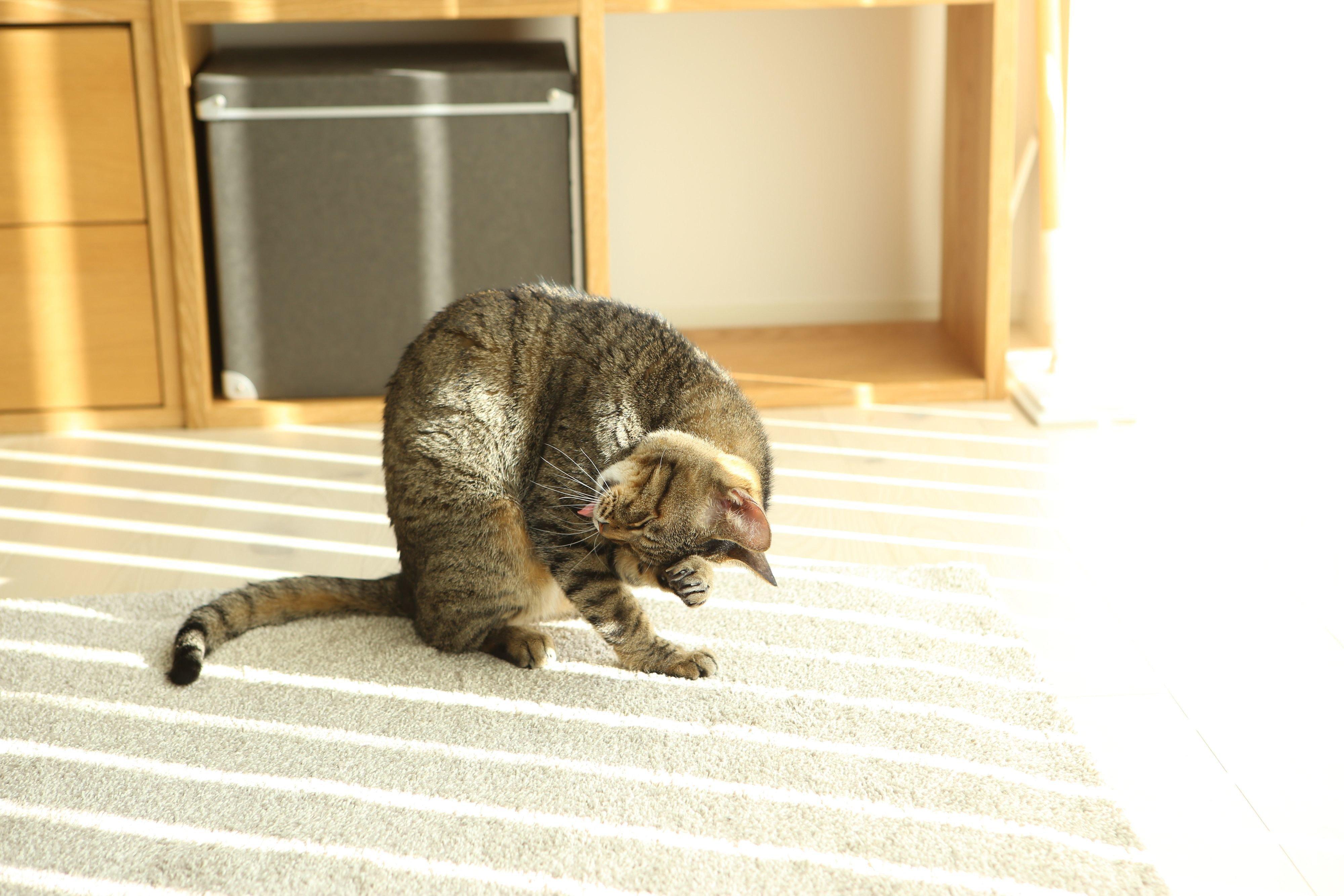 撮影／ヤノ ミサエ