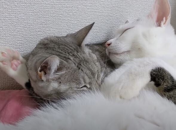 マロちゃんとチロさん