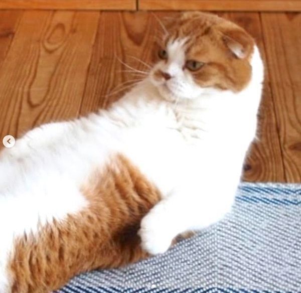 腹筋をするスコティッシュフォールド