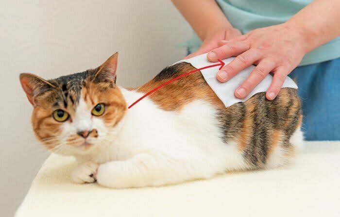 仕上げのお手入れをする猫