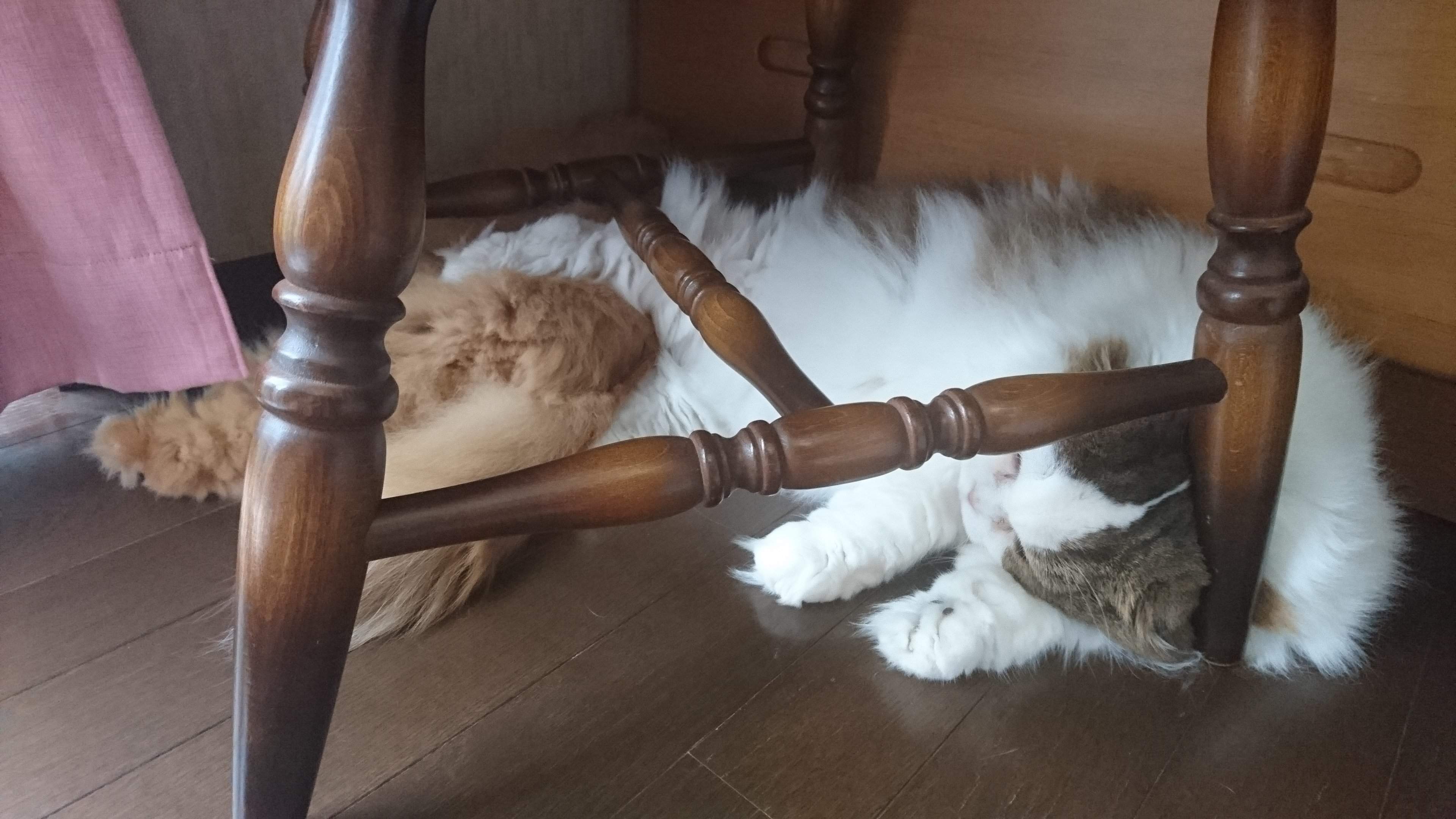 もふもふスコたん　写真