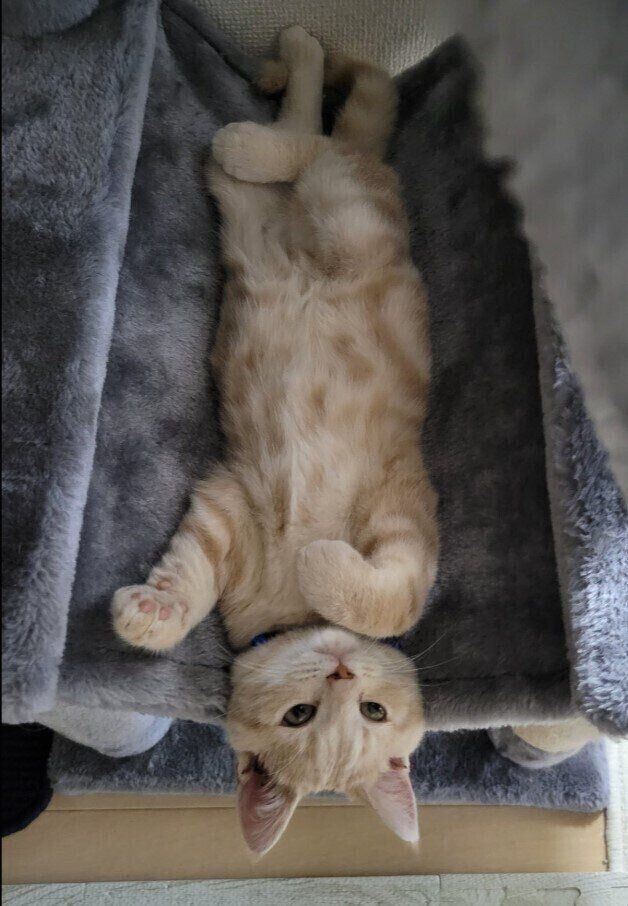 生後3カ月のアメリカンショートヘア