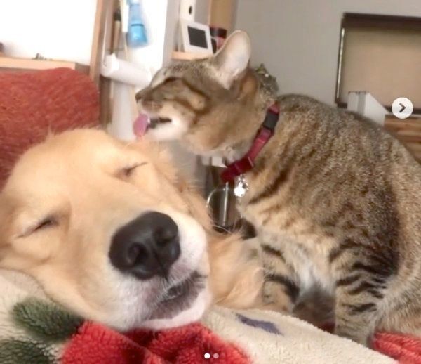 かいくんをペロペロ舐めるくうちゃん