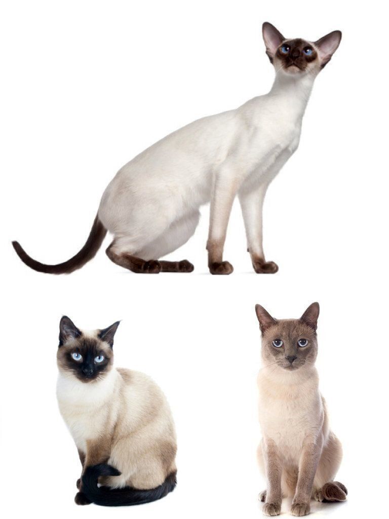 サイアミーズ（シャム猫）の特徴と飼い方 可愛い画像いっぱい