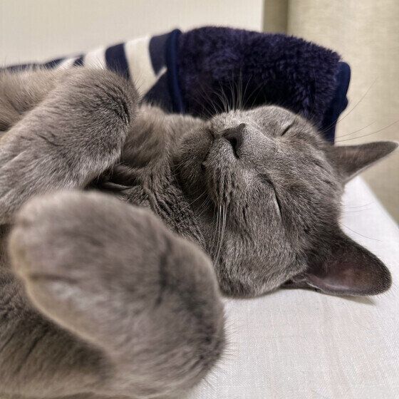 眠るロシアンブルー