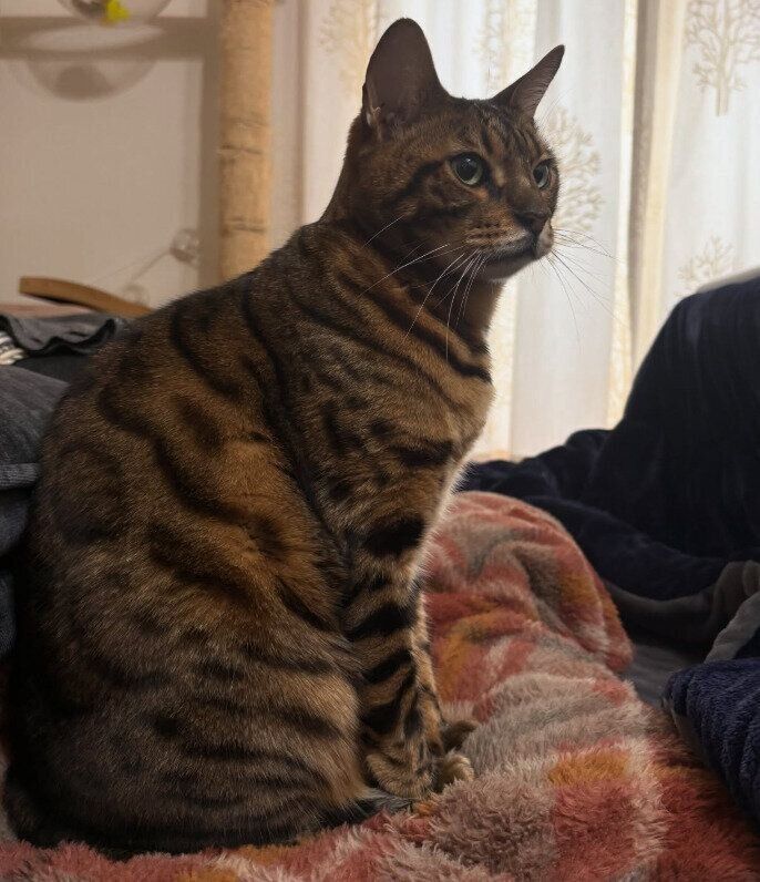 座っているベンガル