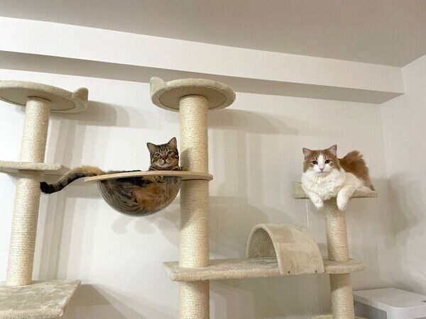 キャットタワーでくつろぐ博士くん、教授くん