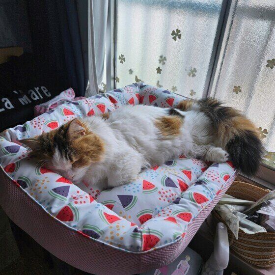 ねね  冷たいクッションの上