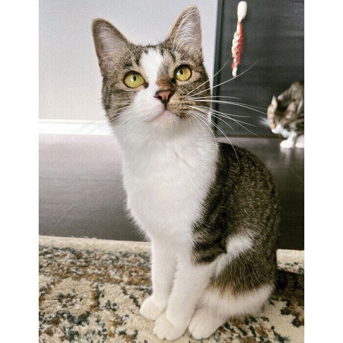 2025年7月に撮影した「夏毛」のラテちゃん