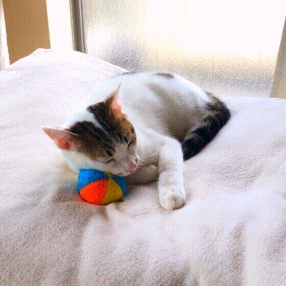 ボールで遊ぶキジトラ