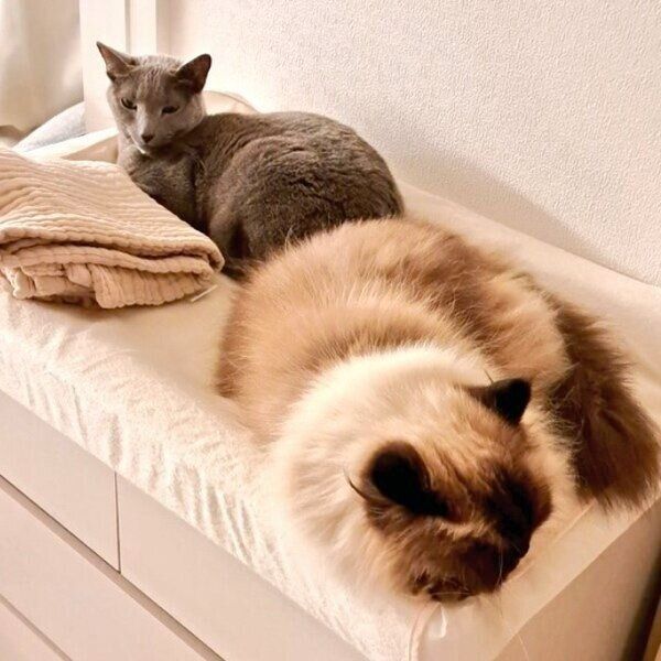 仲良しなハルくんとココくん