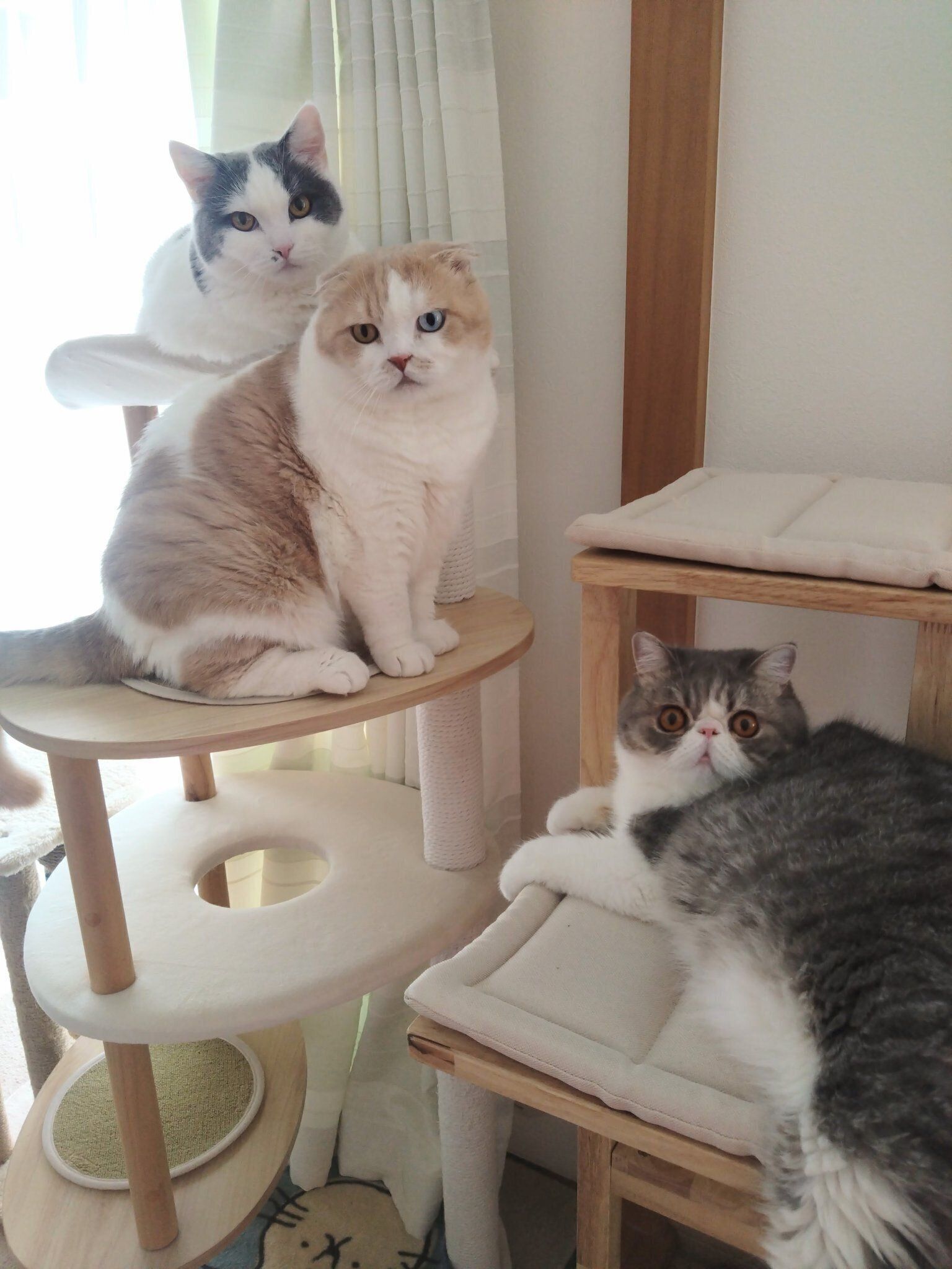 キャットタワーの上にいる3匹の猫