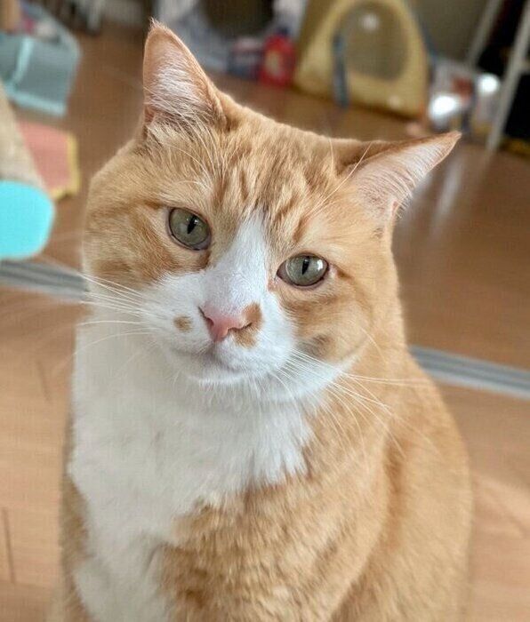 見つめるさんてくん