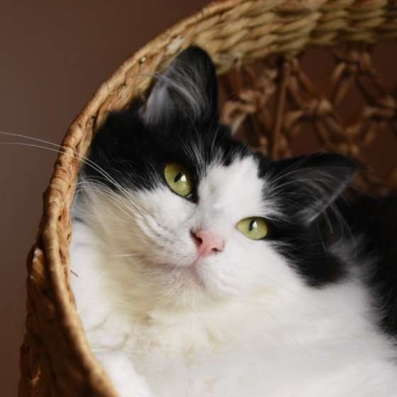 猫の独特な眼差し