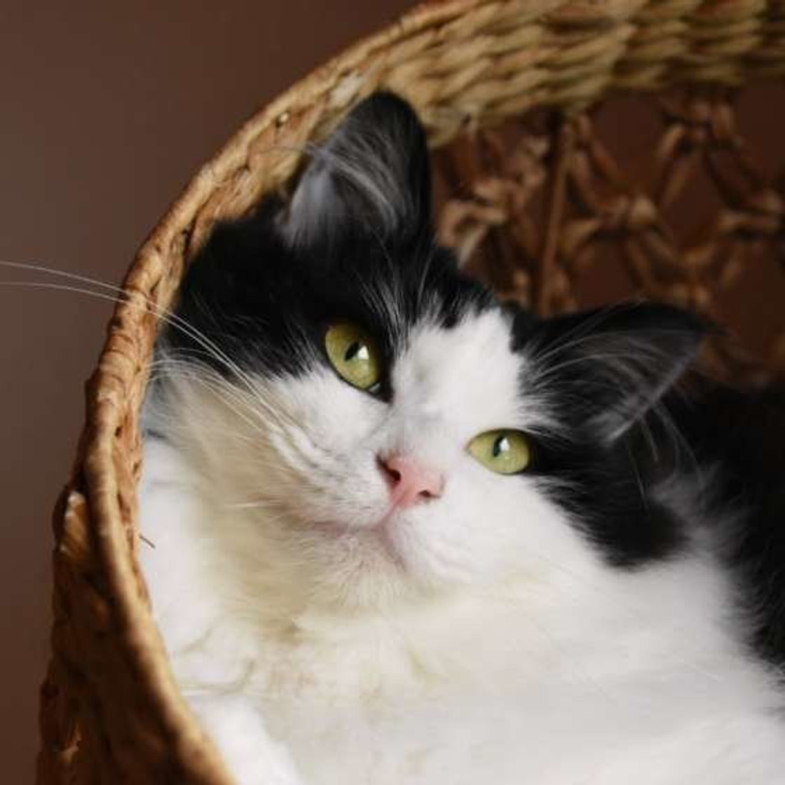 獣医師監修 愛猫の目の様子で気持ちを察知 ケース別に猫の気持ちを解説 ねこのきもちweb Magazine 獣医師監修 愛猫の目の様子で気持ちを察知 ケース別に猫の気持ちを解説 ねこのきもちweb Magazine