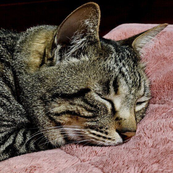 カッキ－くん（MIX）