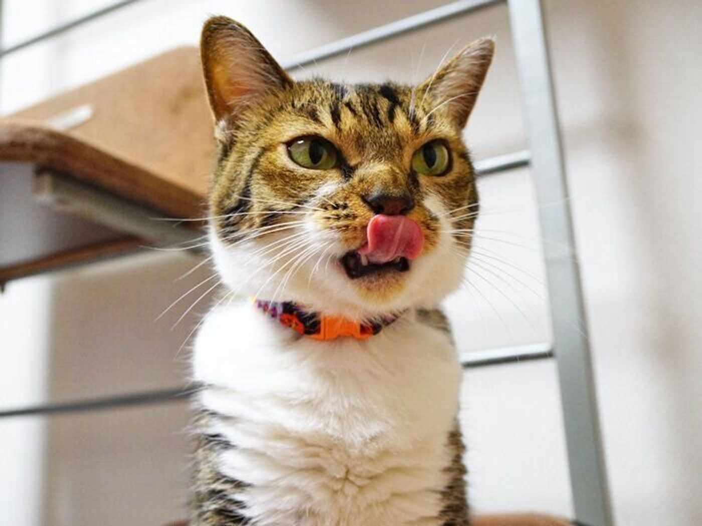 君ならどうする 盗み食い現場を見てしまった猫 本日もねこ晴れなり Vol 339 ねこのきもちweb Magazine 君ならどうする 盗み食い現場を見てしまった猫 本日もねこ晴れなり Vol 339 ねこのきもちweb Magazine