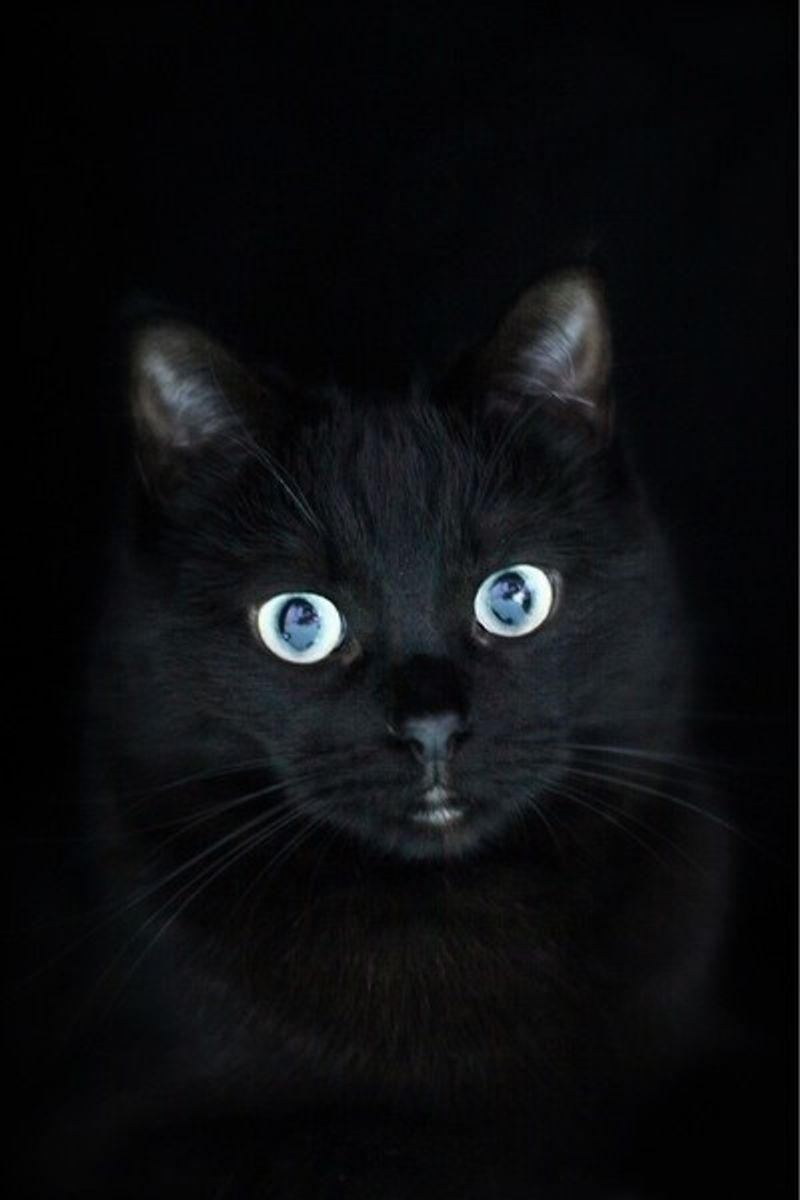 黒猫にズーム 本当の黒猫の性格って 写真撮影も成功させよう ねこのきもちweb Magazine 黒猫にズーム 本当の黒猫の性格って 写真撮影も成功させよう ねこのきもちweb Magazine