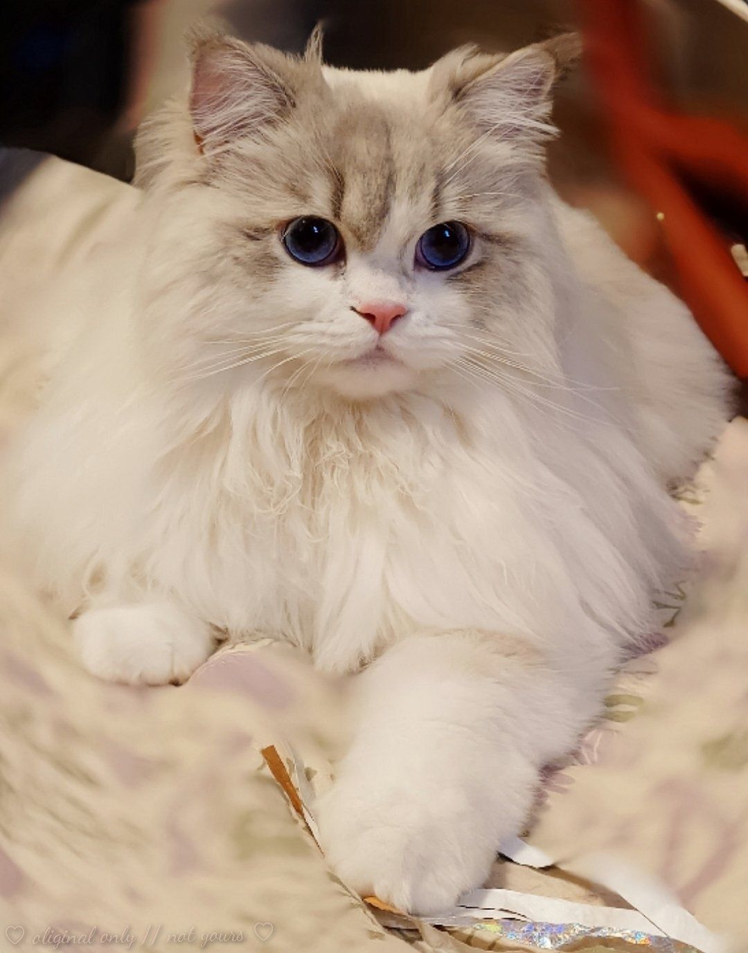 飼い主と一緒に遊ぶ猫