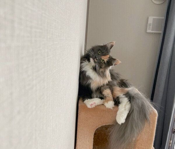 首をかしげるおかきちゃん