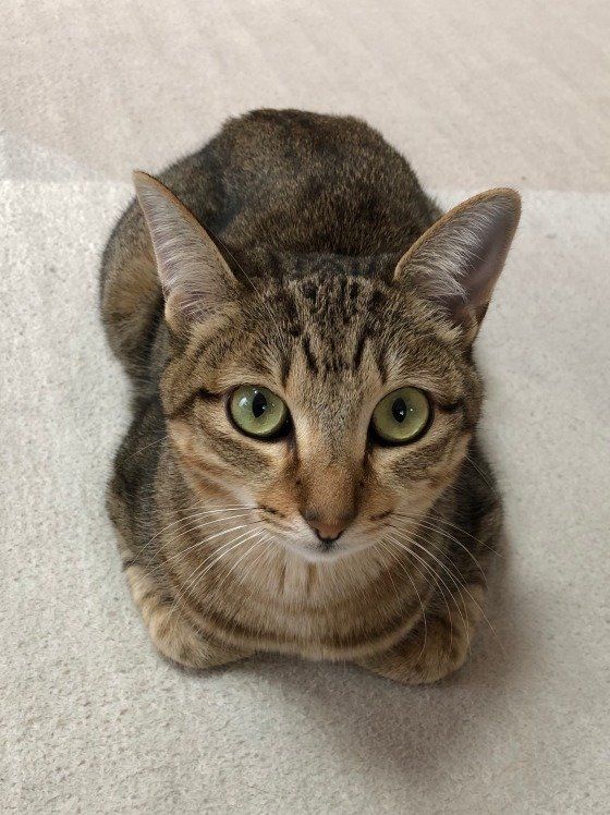 香箱座りをしている猫