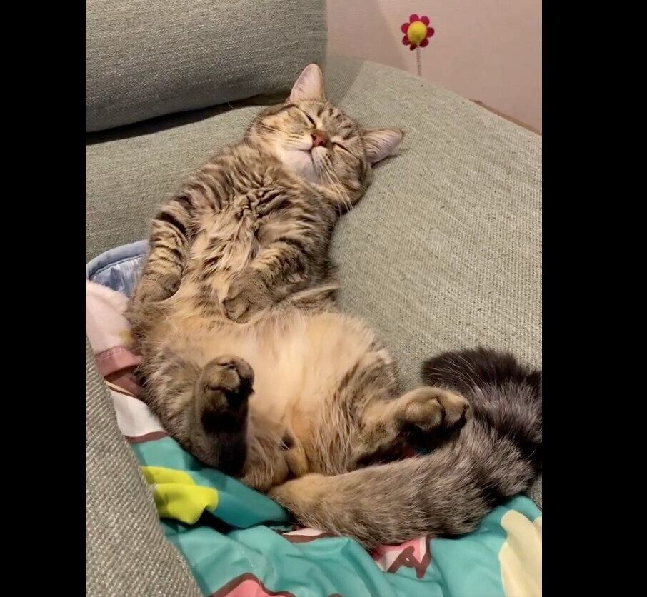 再び眠るうどんくん