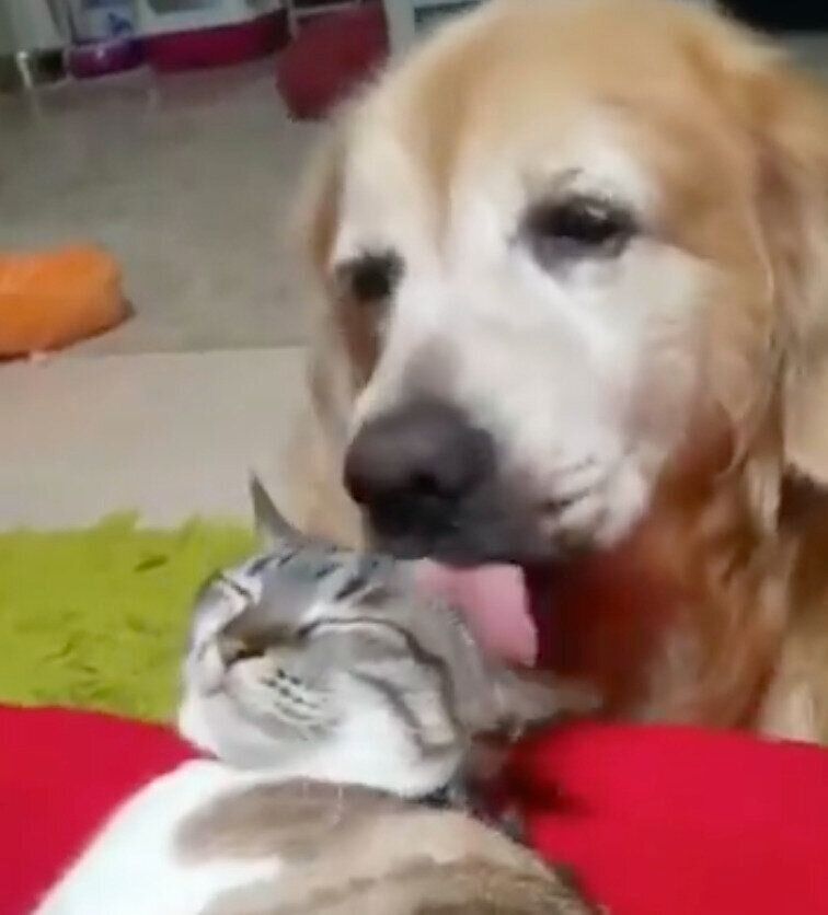 7〜8年ほど前に撮影した先住猫・紅ちゃんと、先代犬・ゆずちゃん。