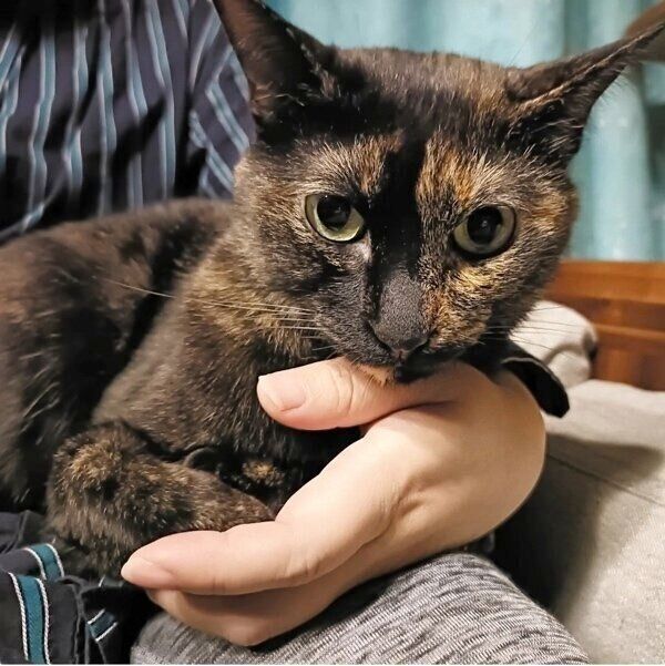 成長した現在も“お膝猫”の月麦ちゃん。