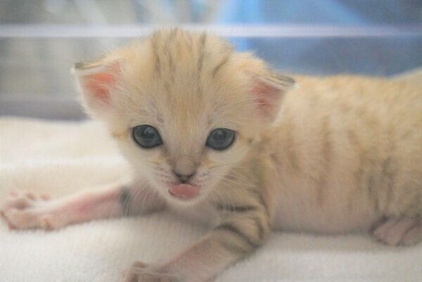 スナネコの赤ちゃん