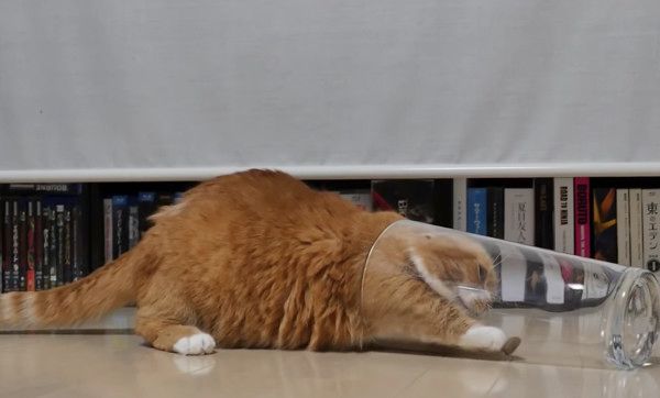 足が短くて飼い主さんに助けを求めるマンチカン