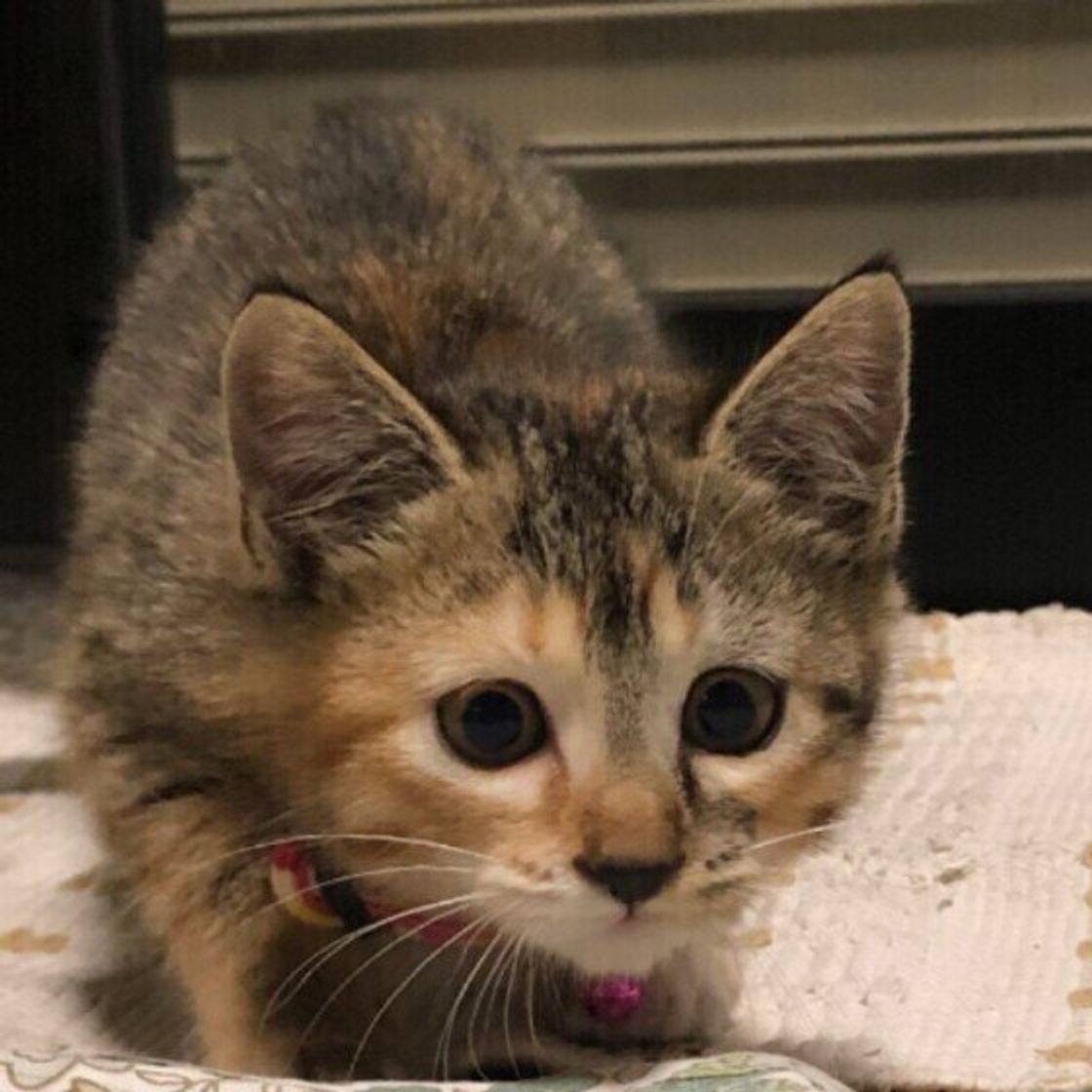 猫が嫌いな人に対してする 怒りの鳴き方 2つ 獣医師解説 ねこのきもちweb Magazine 猫が嫌いな人に対してする 怒りの鳴き方 2つ 獣医師解説 ねこのきもちweb Magazine