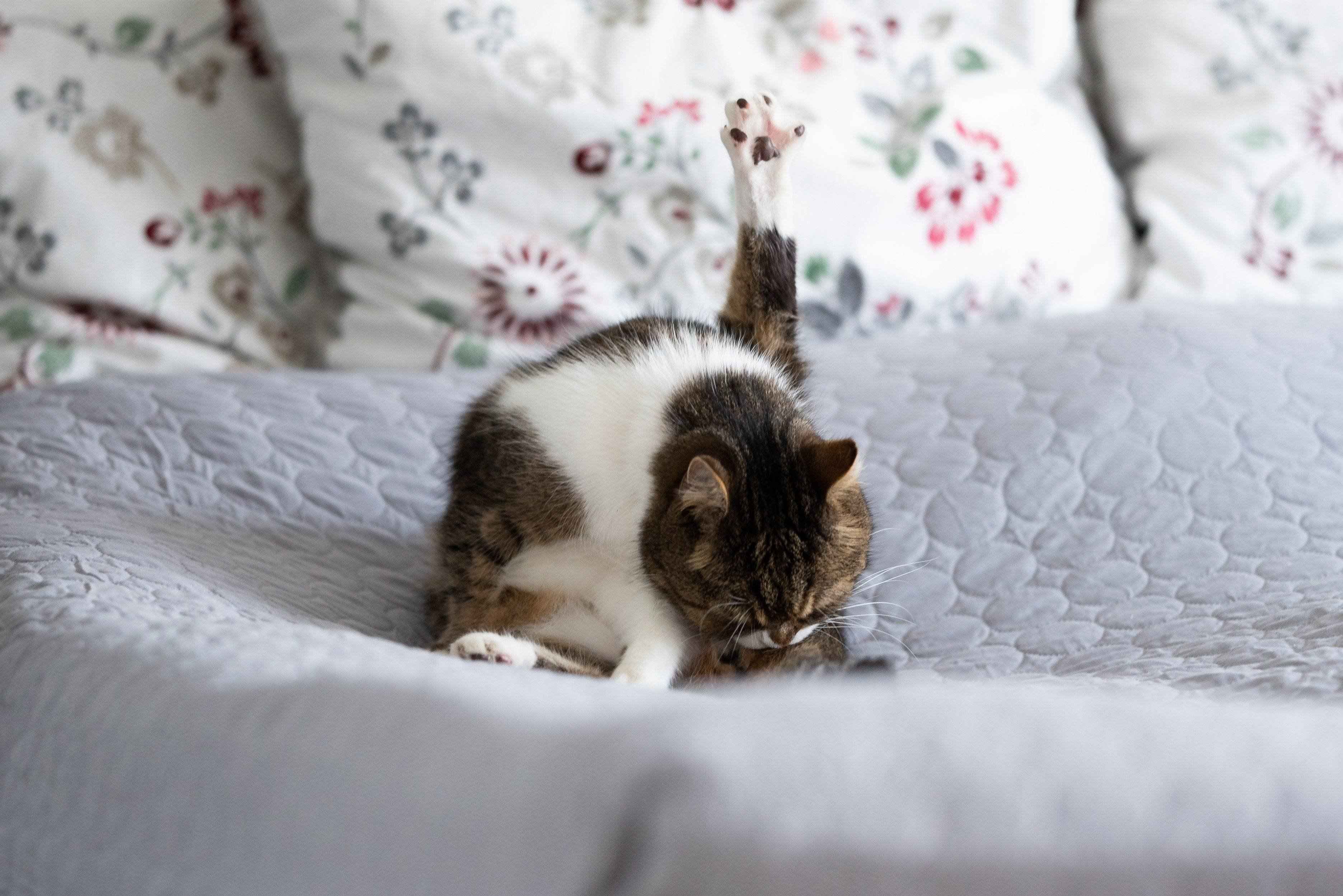 毛づくろいをする猫