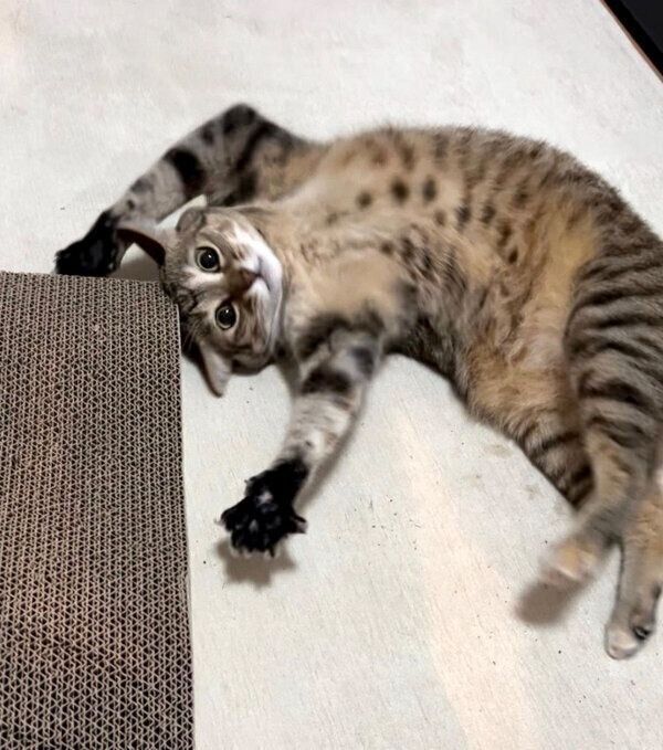 ゴロゴロするつむぎちゃん