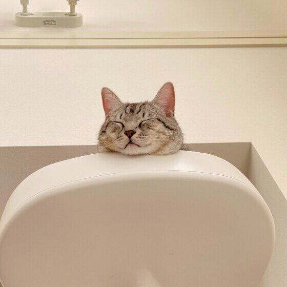 眠るマンチカン