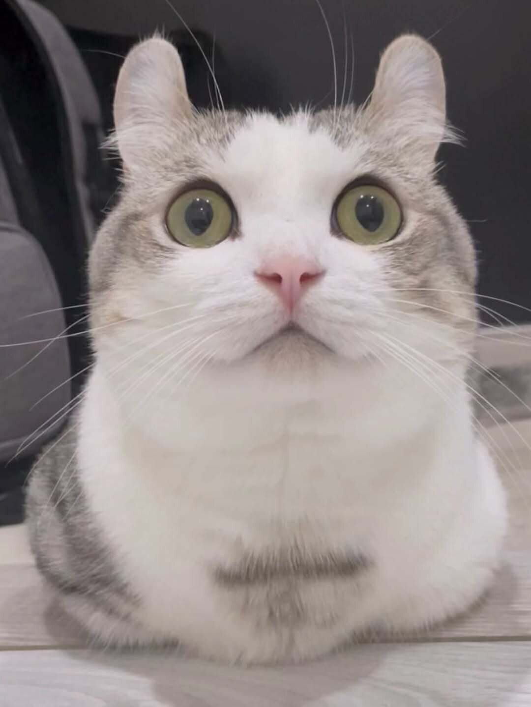 香箱座りをする猫