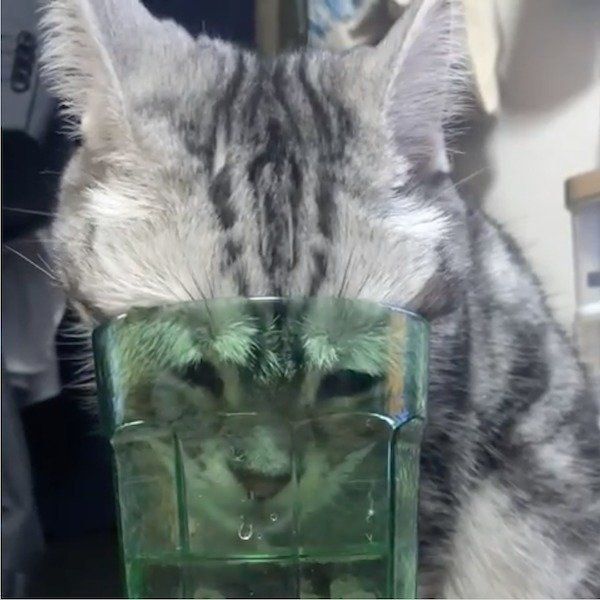 水を飲むアメリカンショートヘア