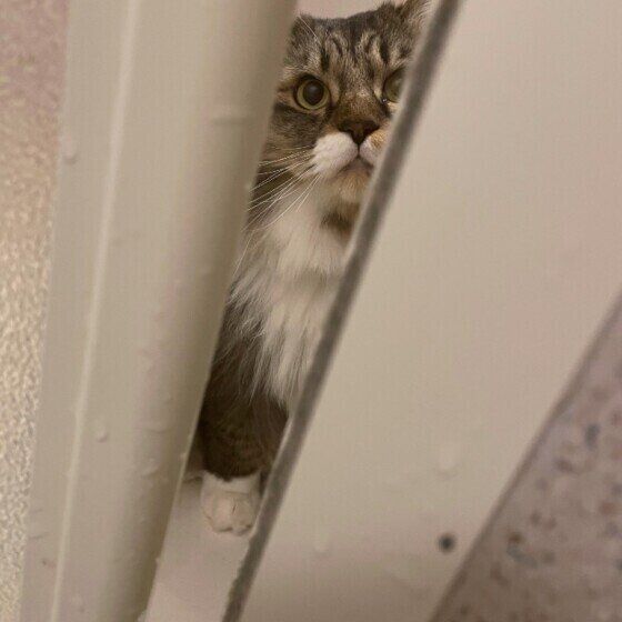 見つめるモリアーティくん（MIX）