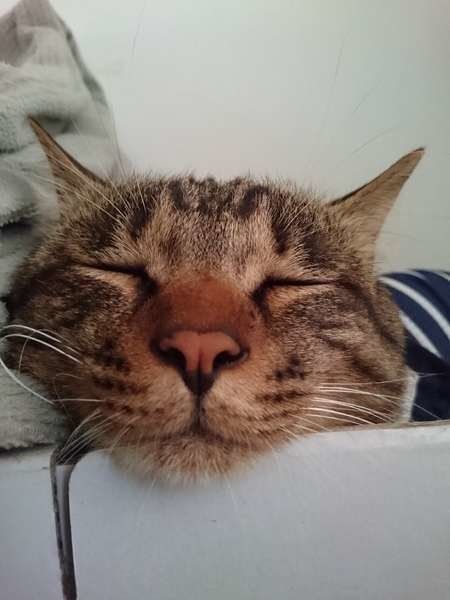 やっぱり癒される、猫のあごのせ姿……♡