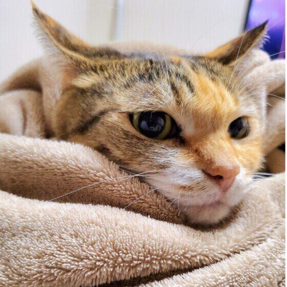 毛布にくるまるまといちゃん